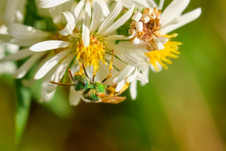 Agapostemon sweat bee hangs upside down on a white and yellow wildflowerの写真素材