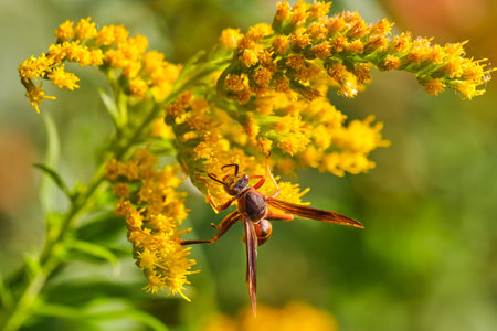 Northern paper wasp pollinates a goldenrod wildflower on an Autumn eveningの写真素材