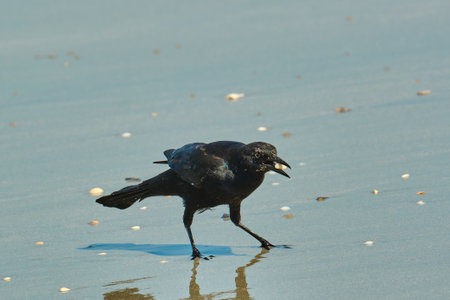 Male boat tailed grackle on the beach searching for food in Myrtle Beach South Carolinaの写真素材