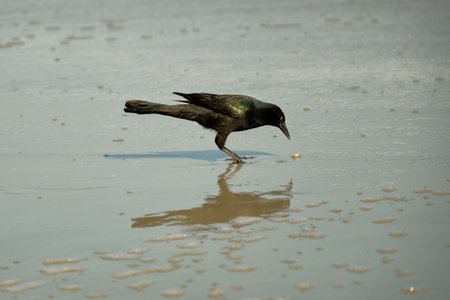 Male boat tailed grackle on the beach searching for food in Myrtle Beach South Carolinaの写真素材