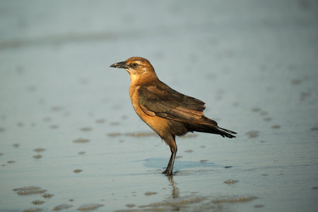 Female boat tailed grackle on the beach searching for food in Myrtle Beach South Carolinaの写真素材
