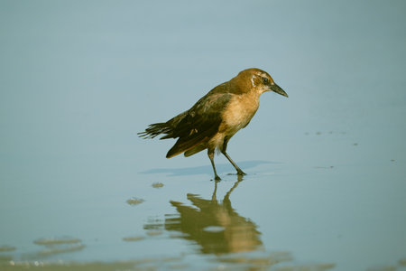 Female boat tailed grackle on the beach searching for food in Myrtle Beach South Carolinaの写真素材