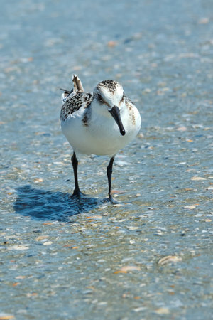 A sanderling wades on beach in Myrtle Beach South Carolinaの写真素材