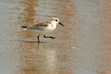Sanderling lifts leg to scratch an itch on the beachの写真素材