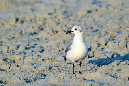 Laughing gull on the beach at sunrise in Myrtle Beach South Carolinaの写真素材
