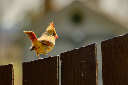 Female northern cardinal perched on a fence in the winter evening sunlightの写真素材