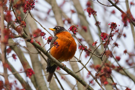 American Robin perched among the tree budsの写真素材