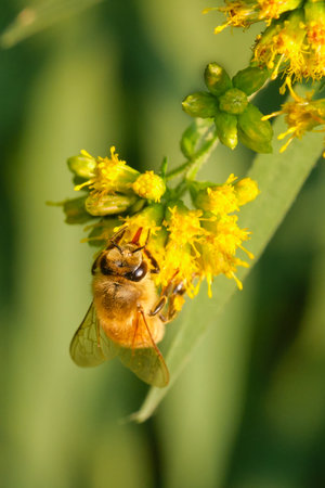 Honey bee pollinates yellow goldenrod flowers at evening timeの写真素材