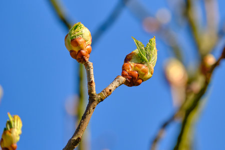 Young leaves and buds of a chestnut tree against the blue skyの写真素材