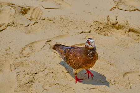 Pigeon on the beach. Bird on the sand background.の写真素材