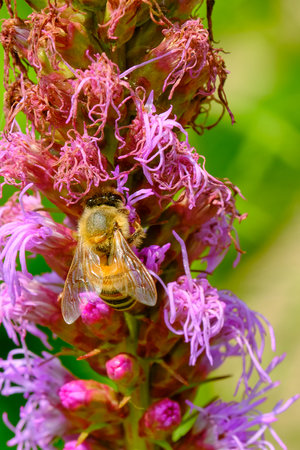 Bee collecting pollen from a purple flower. Macro shot with shallow depth of fieldの写真素材