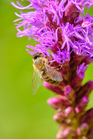 Bee on purple flower. Shallow depth of field (DOF)の写真素材