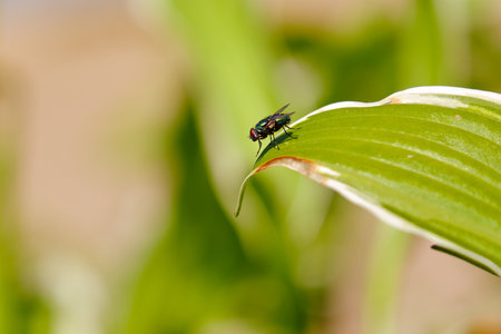 Close up of a green blowfly on a green leaf in the garden.の写真素材