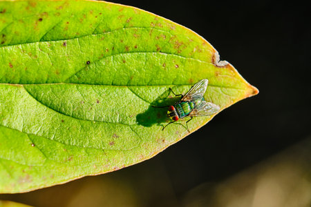 Common green bottlefly on a leaf in late sunlightの写真素材