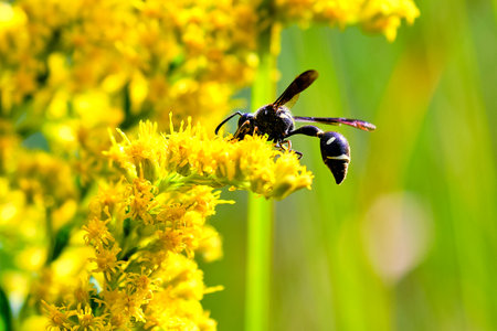Wasp on Goldenrod flowers in the summer meadow. Macroの写真素材