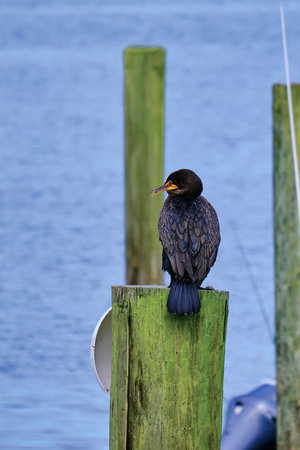 Double-crested cormorant perched on a pole by the shoreの写真素材