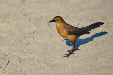 Female boat tailed grackle on the beachの写真素材