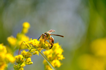 Northern paper wasp on a goldenrod plant