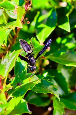 Four-toothed mason wasp on a holly leaf in the late afternoon sunの写真素材