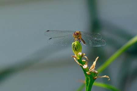Dragonfly on a plant in the garden, closeup of photo