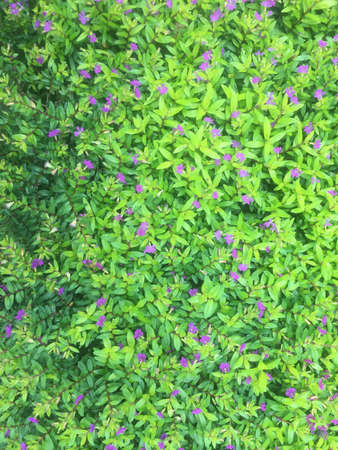 Flowers and leafsの素材