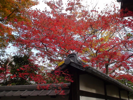 Maple treeの写真素材