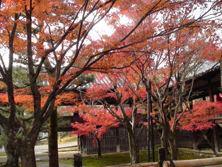 Maple treeの写真素材