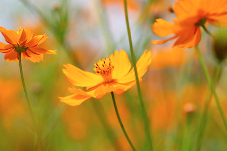 close up photo of Cosmos Sulfureus flowerの写真素材
