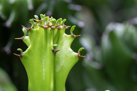 close up of young cactus with blurred backgroundの写真素材