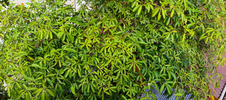 green leaf backgroundの写真素材