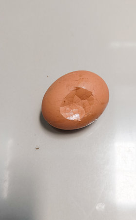 chicken egg yolkの写真素材