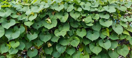 green leaf wall background