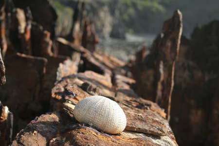 A sea urchin test (shell) on a rusty ship wreck.の写真素材