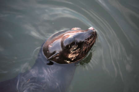 A set of a  sea lion in the water.の写真素材