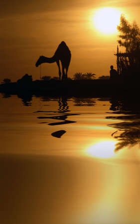 A camel in Egypt with the water reflection.の写真素材