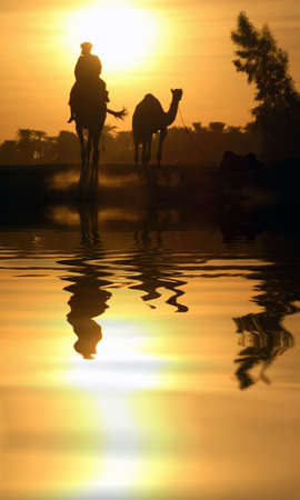 A camel in Egypt with the water reflection.の写真素材