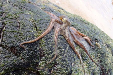 A small, red/purple octopus.の写真素材