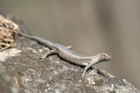 A Mabuia Lizard (Mabuya Maculata) in Fernando de Noronha, Brazil.