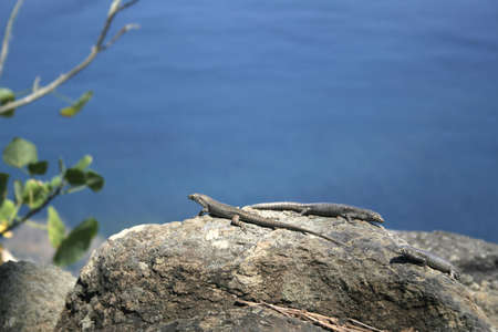 A Mabuia Lizard (Mabuya Maculata) in Fernando de Noronha, Brazil.の写真素材