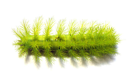 A creepy and spiky green caterpillar.の写真素材