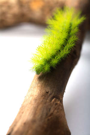 A creepy and spiky green caterpillar (Costa Rican Hairy Caterpillar)の写真素材