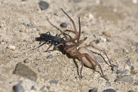 A fight between a large spider and an insect in the Moon Valley - Bolivia.の写真素材