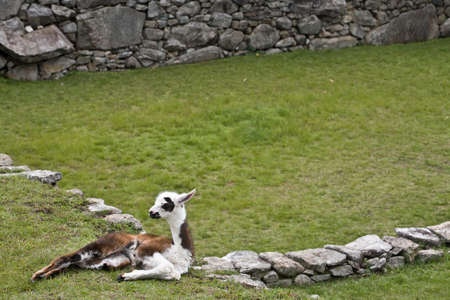 Machu Picchu is a pre-Columbian Inca site located 2,430 metres (8,000 ft) above sea level. It is situated on a mountain ridge above the Urubamba Valley in Peru, which is 80 kilometres (50 mi) northwest of Cusco and through which the Urubamba River flows. の写真素材
