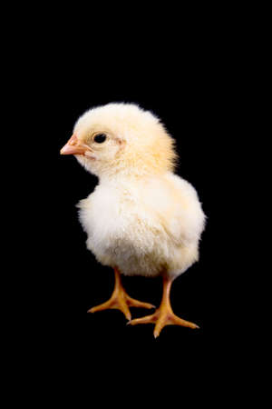 A cute and small baby chicken, isolated on a black background.の写真素材