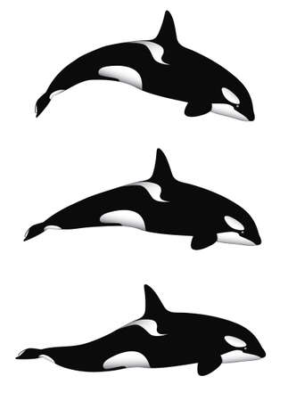 An orca (or killer) whale in 3 different positionsのイラスト素材