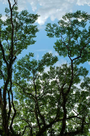 tree and cloud