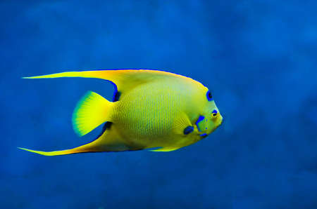 Large Queen Angelfish (Holoacanthus ciliaris) against dark blue backgroundの写真素材