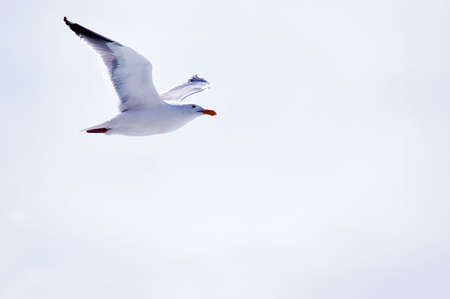 White seagull in flightの写真素材