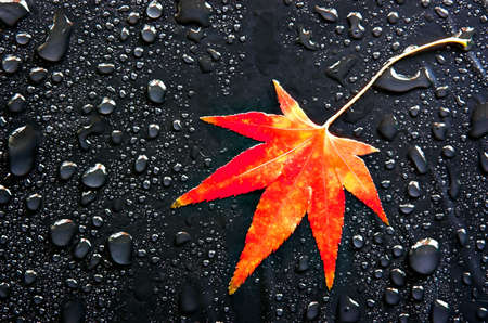 A red Japanese Maple leaf among raindropsの写真素材
