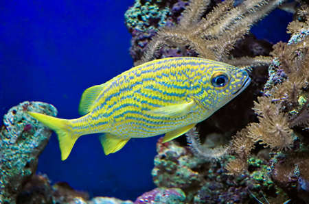 French Grunt (Haemulon flavolineatum)の写真素材